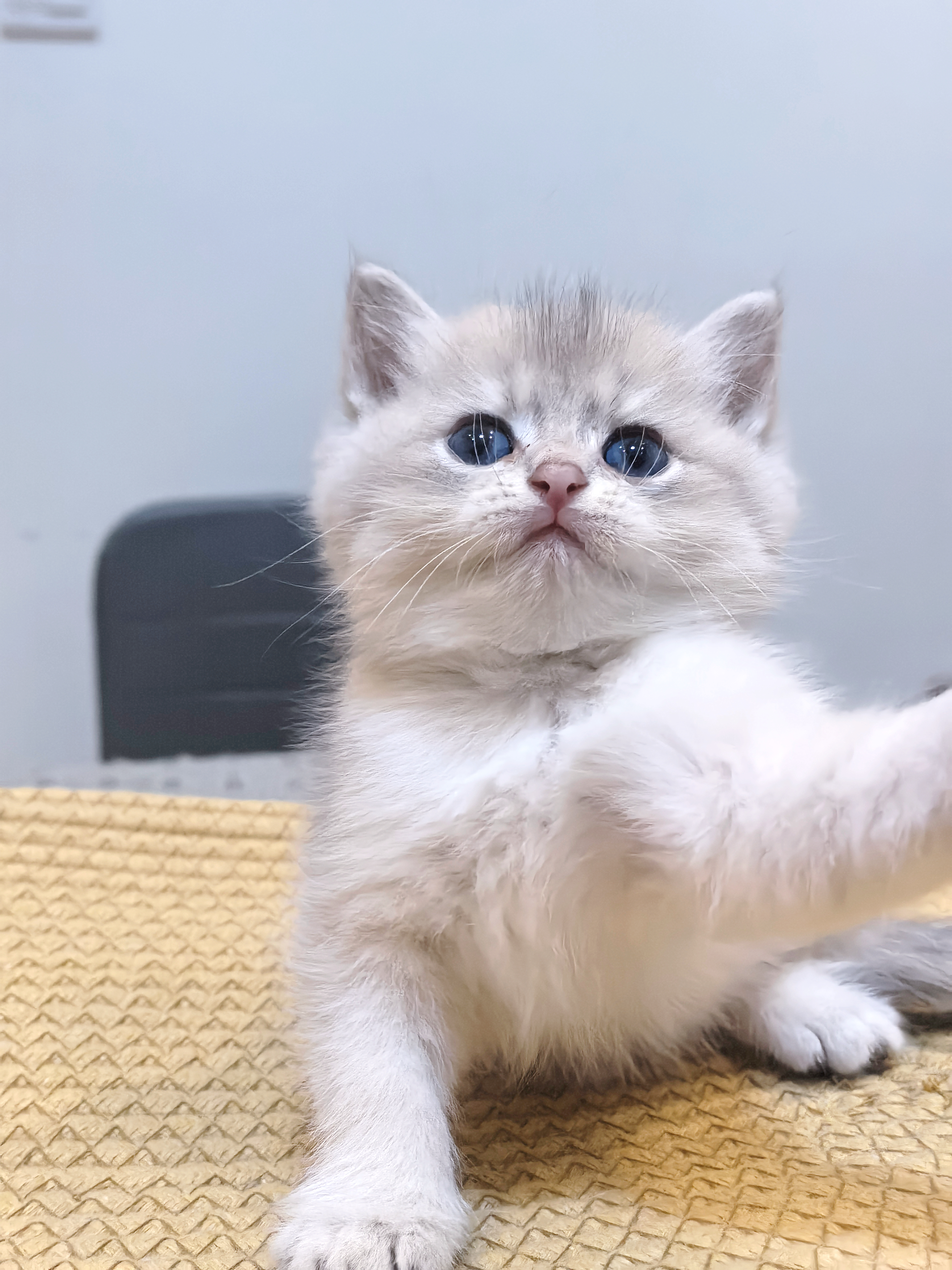 11色大包子脸蓝金弟弟～